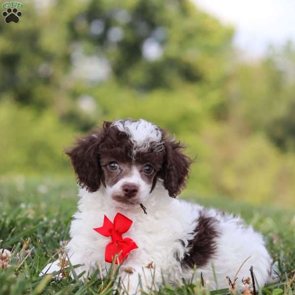 Hayden, Toy Poodle Puppy